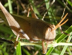 Schistocerca damnifica