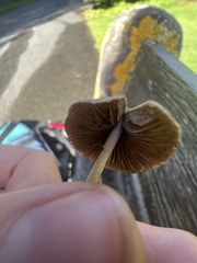 Panaeolus papilionaceus