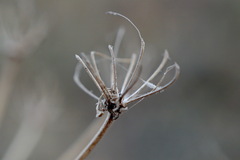 Seseli pallasii