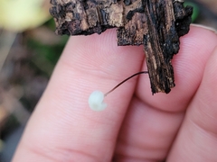 Tetrapyrgos nigripes