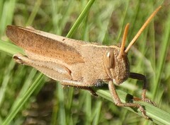 Schistocerca damnifica