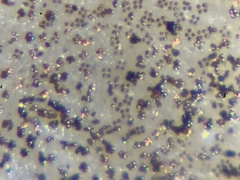 Panaeolus papilionaceus