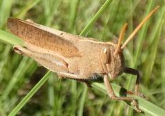 Schistocerca damnifica