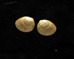 Nucula proxima