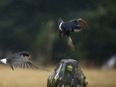 Tachycineta leucopyga