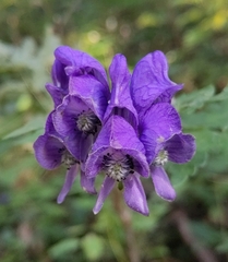 Aconitum napellus