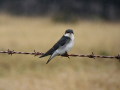 Tachycineta leucopyga
