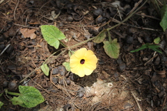 Thunbergia alata