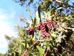 Ercilla spicata