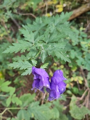 Aconitum napellus