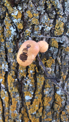 Andricus quercuscalifornicus