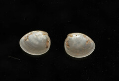 Nucula proxima