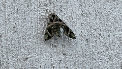 Daphnis nerii