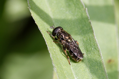 Eumerus