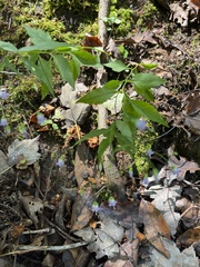 Campanula divaricata