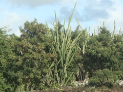 Cereus hildmannianus