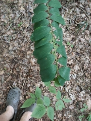 Polygonatum multiflorum