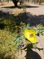 Argemone subfusiformis