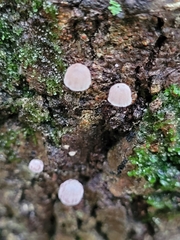 Mycena corticola