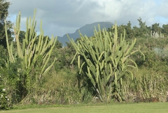 Cereus hildmannianus