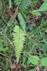Blechnum