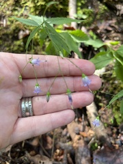 Campanula divaricata