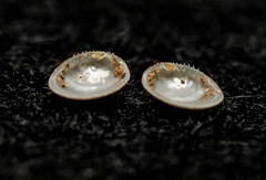Nucula proxima