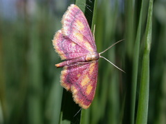 Idaea muricata