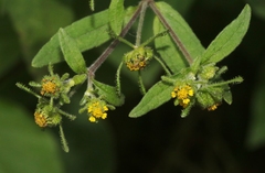 Sigesbeckia orientalis