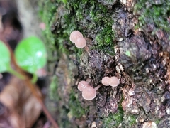 Mycena corticola