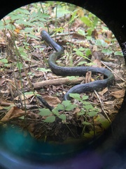 Pantherophis alleghaniensis