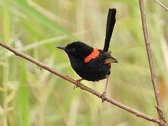 Malurus melanocephalus