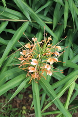 Hedychium