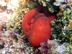 Actinia mediterranea