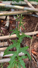 Erechtites hieraciifolius