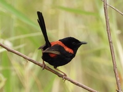 Malurus melanocephalus