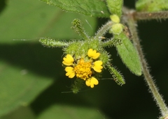Sigesbeckia orientalis