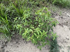 Croton glandulosus