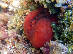 Actinia mediterranea