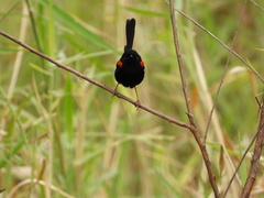 Malurus melanocephalus