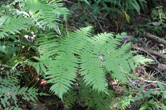 Cyatheaceae