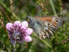 Coenonympha tullia