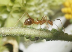 Anoplolepis gracilipes