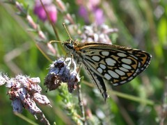 Heteropterus morpheus