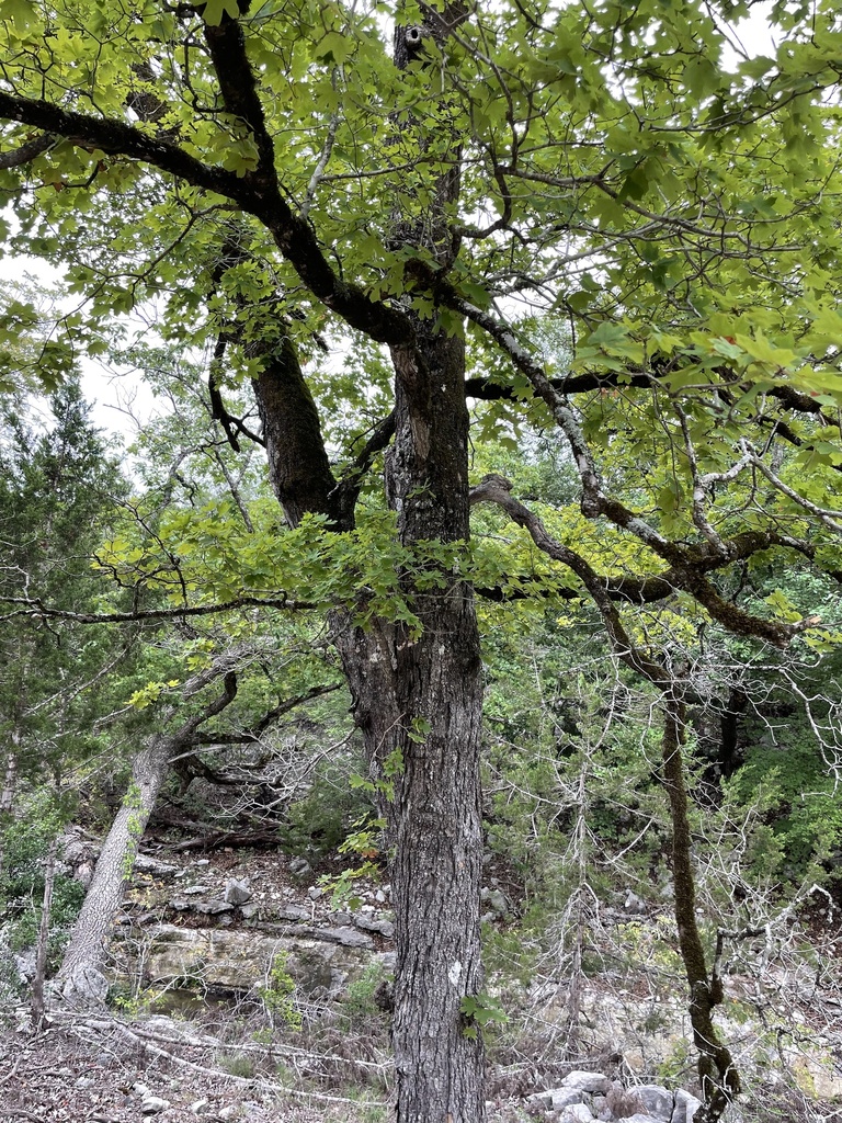 Acer grandidentatum, Medina, Medina, TX, US