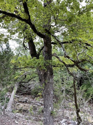 bigtooth maple (Acer grandidentatum)