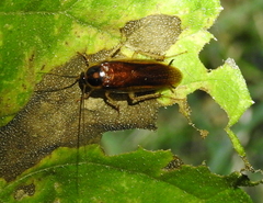 Ischnoptera bilunata