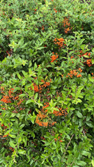 Pyracantha coccinea