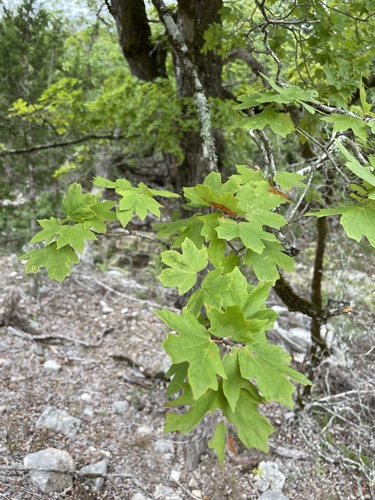 Acer grandidentatum