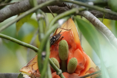 Cardiodactylus novaeguineae